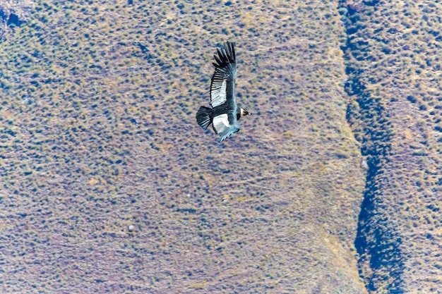 Drones for Aerial Photography: Top FAA-Compliant Models in the US